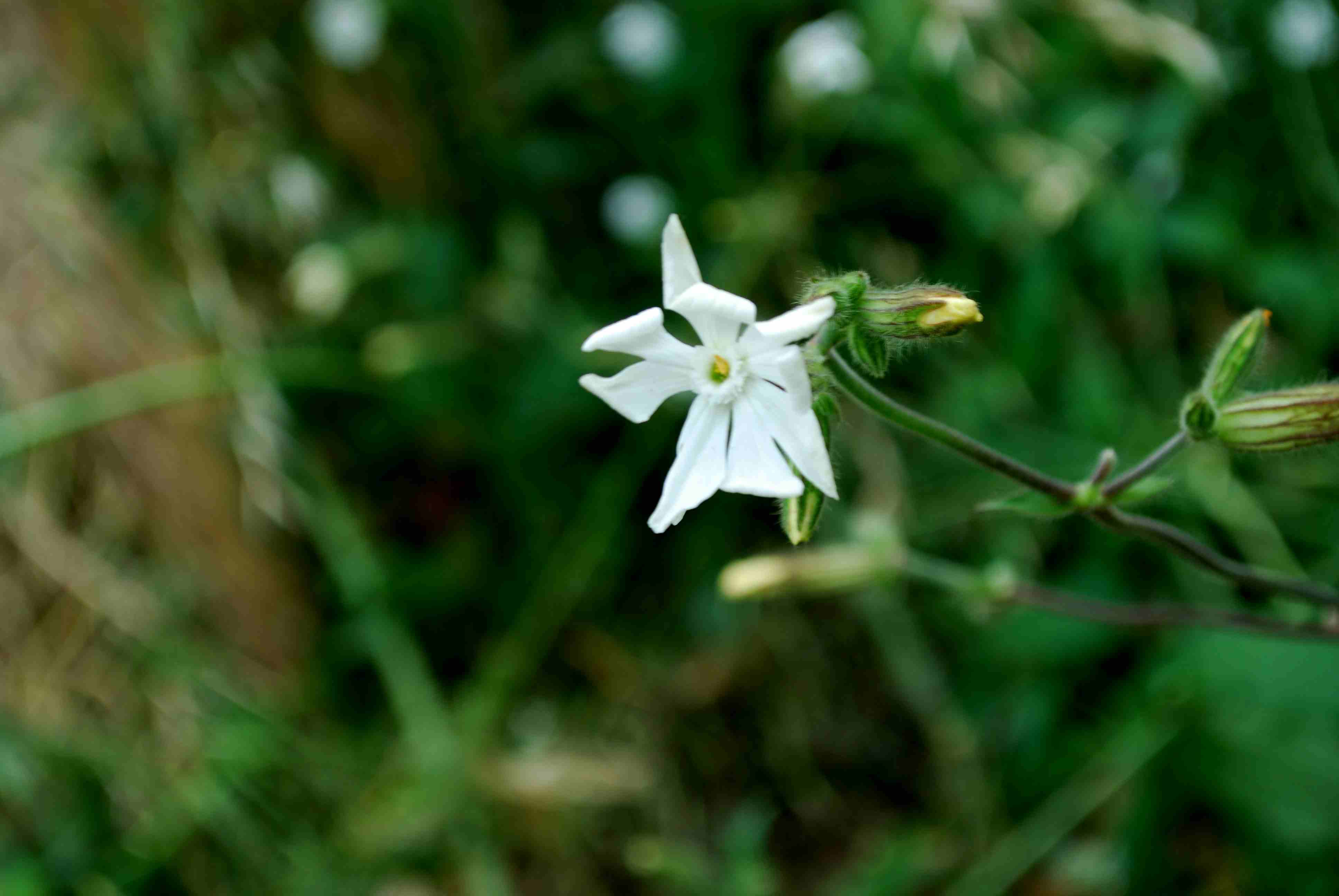 Silene latifolia Poir. s.l.